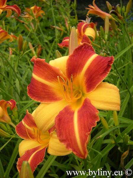 Hemerocallis Frans Hals C3
