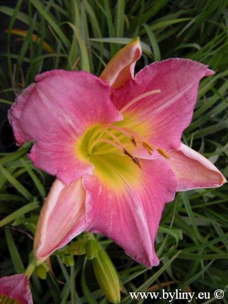 Hemerocallis Final Touch C3