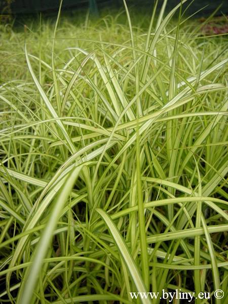 Carex muscingumensis Aureovariegata C1,5