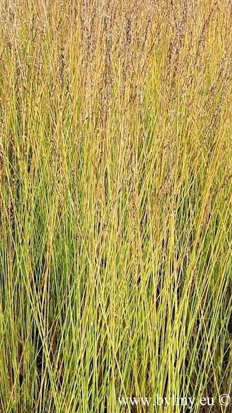 Molinia caerulea Edith Dudszus C1,5