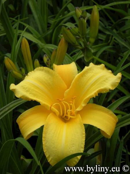 Hemerocallis Mary Todd C3