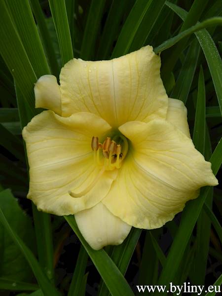 Hemerocallis Longfields Pearl C3