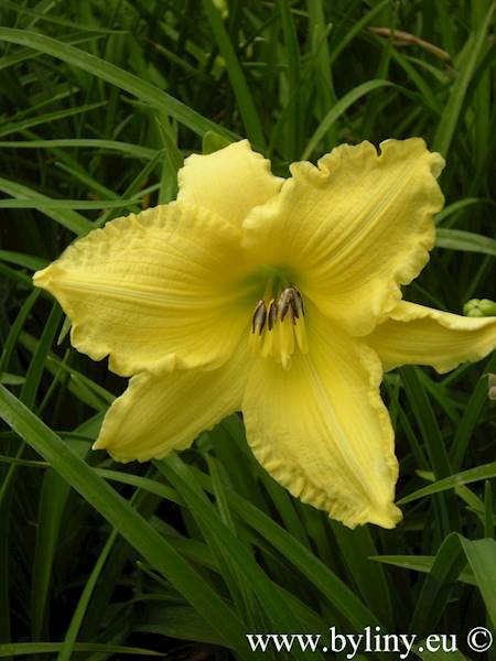 Hemerocallis Big Time Happy C2
