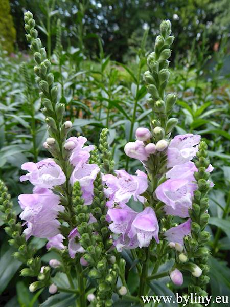 Physostegia virginiana Pink Manners ® C1,5