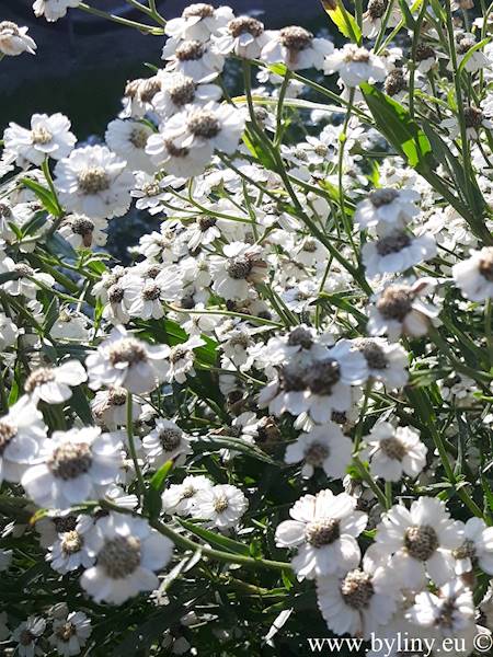 Achillea ptarmica The Pearl C1,5