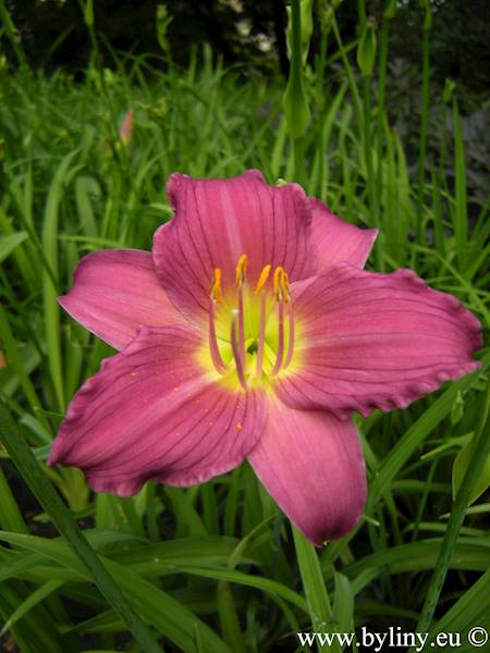 Hemerocallis Little Lassie C3