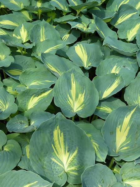 Hosta Dream Queen C1,5