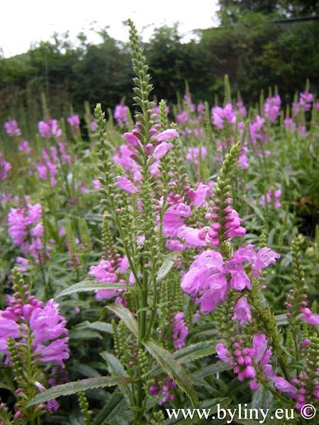 Physostegia virginiana Bouquet Rose C1,5