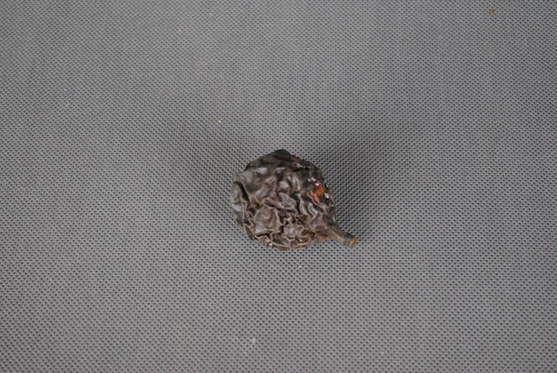 Liver fruit