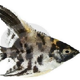 akwarystyka1.jpg