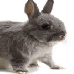 gryzoń1.jpg